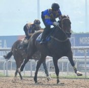 Chase Me is put through his paces in a barrier trial at Kranji on Tuesday. He ran fourth.<br>Photo by Singapore Turf Club